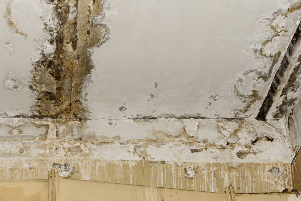 Best Comprehensive Air Testing for Mold Contaminants  in Archbald, PA