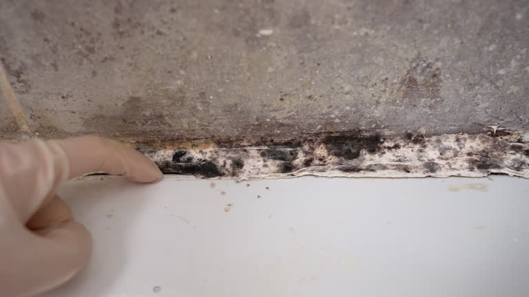 Best Mold Removal for HVAC Installations  in Archbald, PA